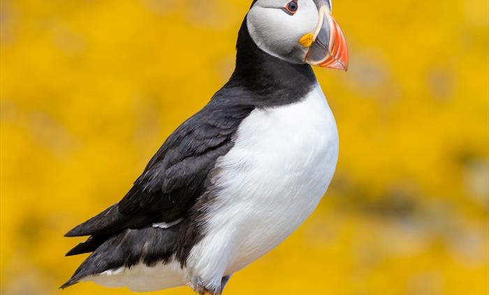 Puffin - Image Credit: Aidan McCormick